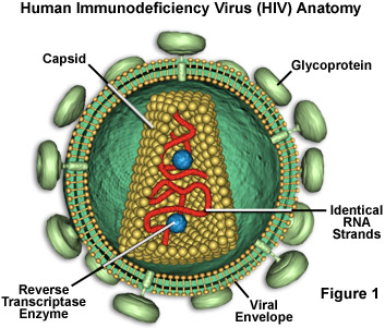 Human Immunodeficiency Virus (HIV) anatomy