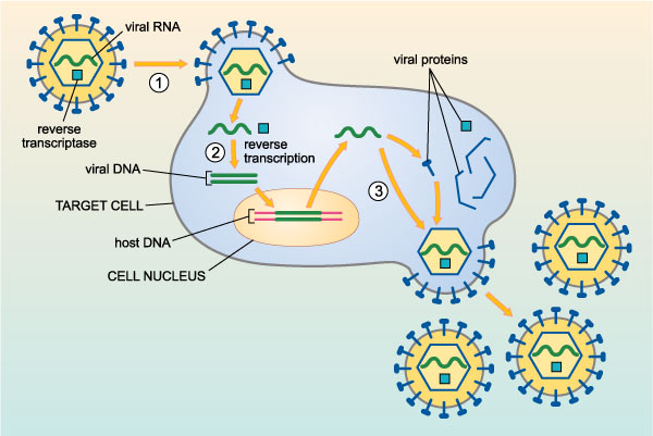 HIV Illustration: The Open University